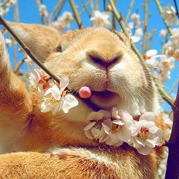 ������, ��������, 55 ���