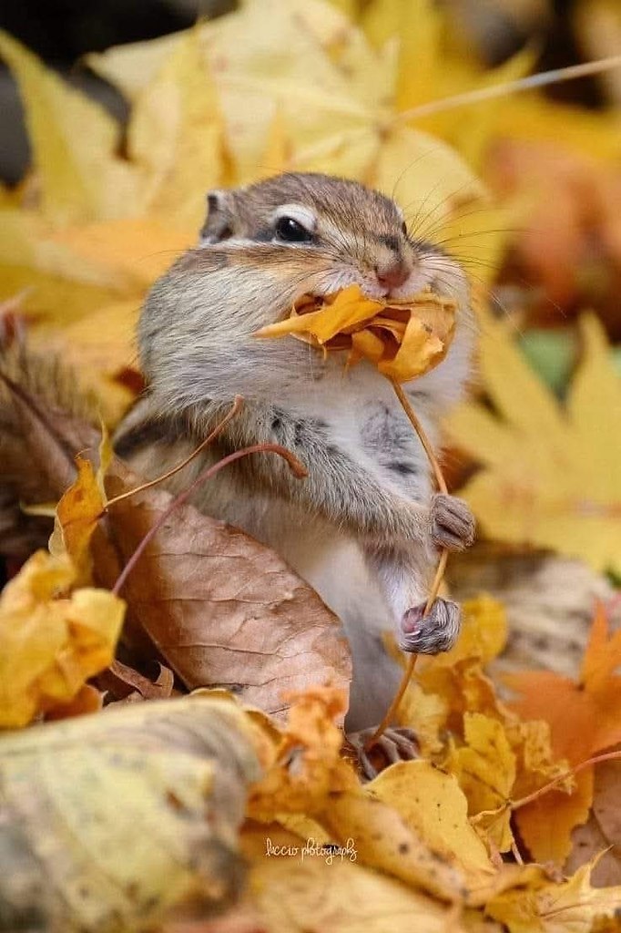    ...)