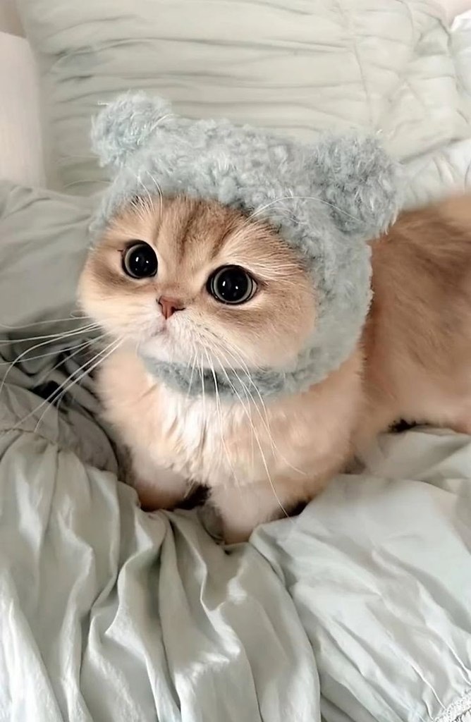 ��� ��������� ���� � ����� �������� � ��������� �� ������� ����: 1. Kittens are so playful and full ... - 2