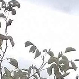 �����, ���������, 29 ���