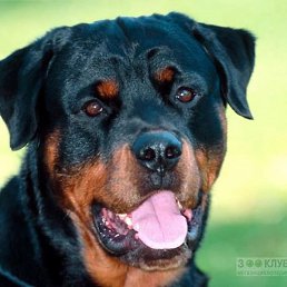 ��������, ������, 49 ���