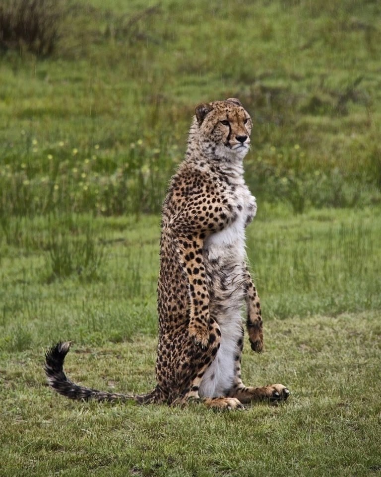 Если охота, то только такая - 5