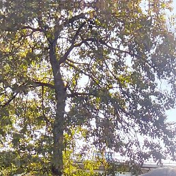 ����, �����, 47 ���