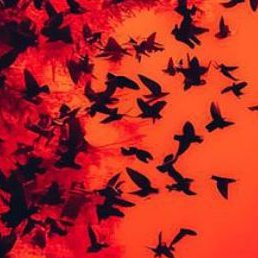 Tahir Saifi, ����, 27 ���