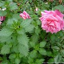 ���� �������, ������, 70 ��� - ��������� 16 ������� 2025 � ������ ������ ��������