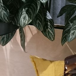 �����, �����, 49 ���