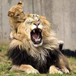 Caa, ������, 48 ���