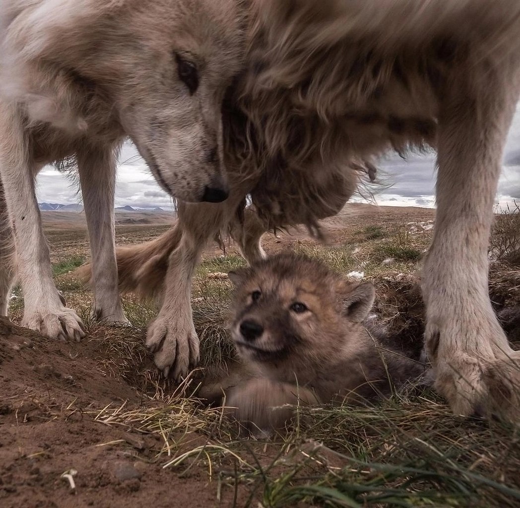 Фотоловушка сняла настоящий блокбастер тундрового разлива — в кадр попала целая семья арктических ... - 2