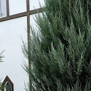 ����, 53 ����, ������ ��������