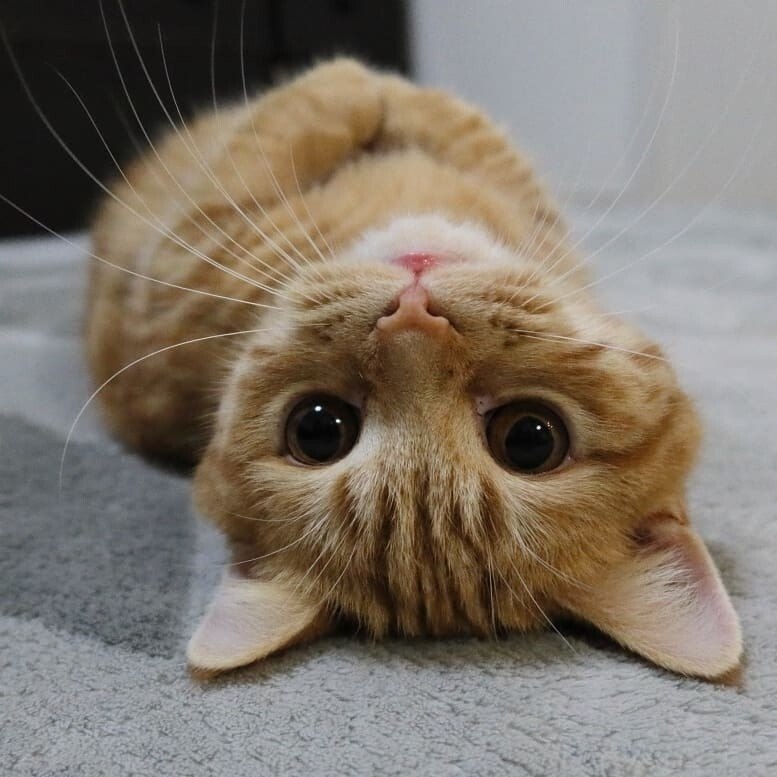 Я пришел к тебе с приветом, рассказать, что солнце встало... И пожрать бы))