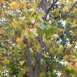 �����, ���������, 62 ����