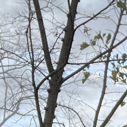 �������, ������, 29 ���