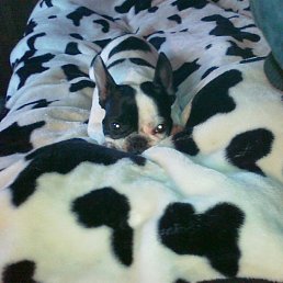 �����..., �������������-����������