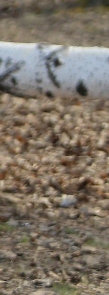 �����, ������