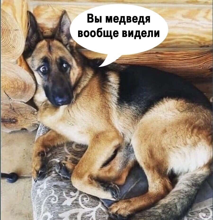 Современные собаки привыкли лежать дома и ничего не делать - 2