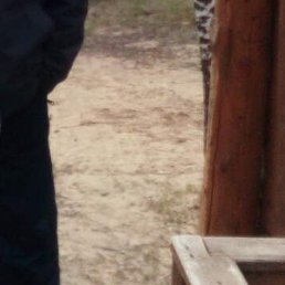 ����, ������ ��������, 54 ����