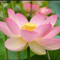 Olg, ���������, 43 ����