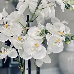 ���, �������