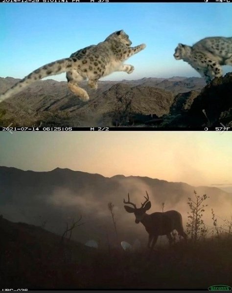 Я обожаю смотреть кадры с фотоловушек. Посмотрите со мной, пожалуйста, они классные! - 10