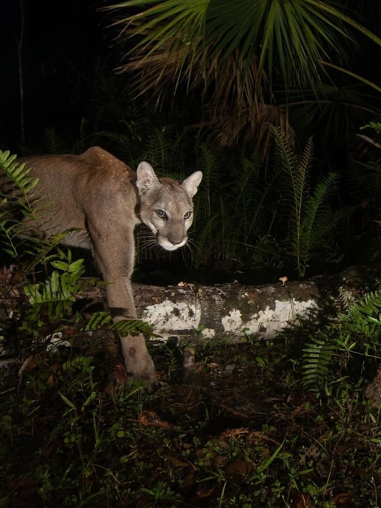    -  .,  ,   .- , ... - 6