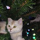 ���� ������, �����-���������, 45 ��� - ��������� 24 ������ 2026 � ������ ���� ����������