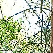 ������, 45 ���, ������