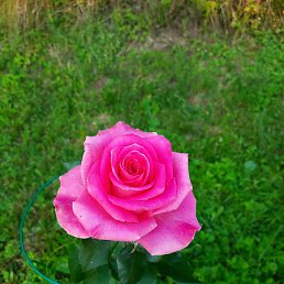 ����, ������, 63 ����