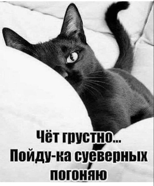 27 октября – День чёрной кошки.Ох, каких только сказок и небылиц не навыдумывали про очаровательное ...