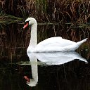 ���� Vidas, ��������, 64 ���� - ��������� 26 ������� 2025 � ������ ������ ��������