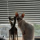 ���� �������, �������� - ��������� 12 ������ 2025 � ������ ������ ��������