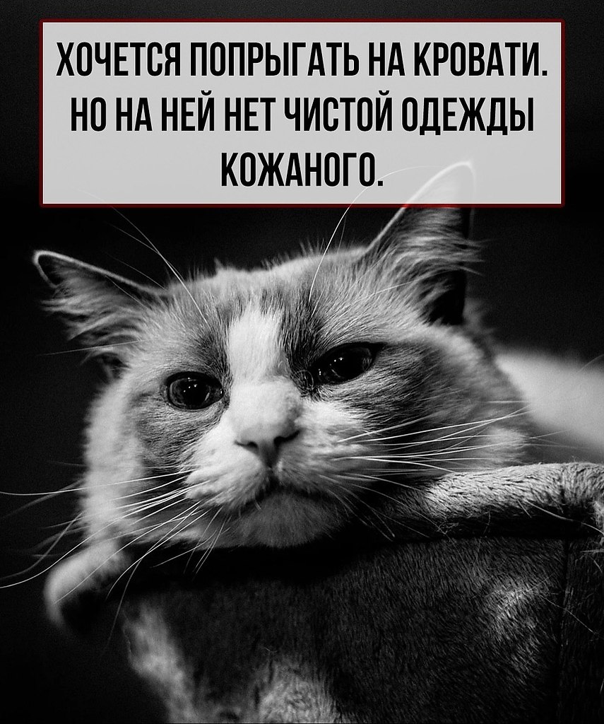 Кошачьи проблемы, которые поймут только их «кожаные» хозяева. - 3
