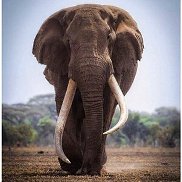 �������, 53 ����, ������