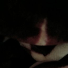 �����, ������, 38 ���