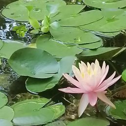 Diana, ������, 55 ���