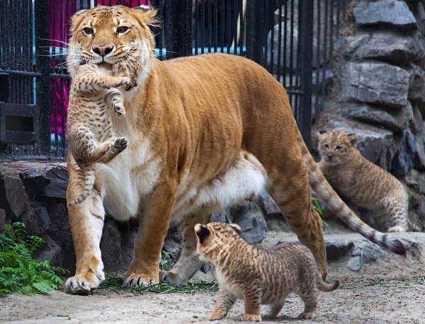          .     400 .  ... - 4