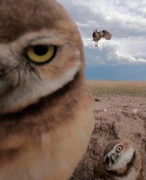 Я обожаю смотреть кадры с фотоловушек. Посмотрите со мной, пожалуйста, они классные!