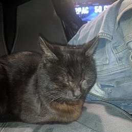 �����, ����