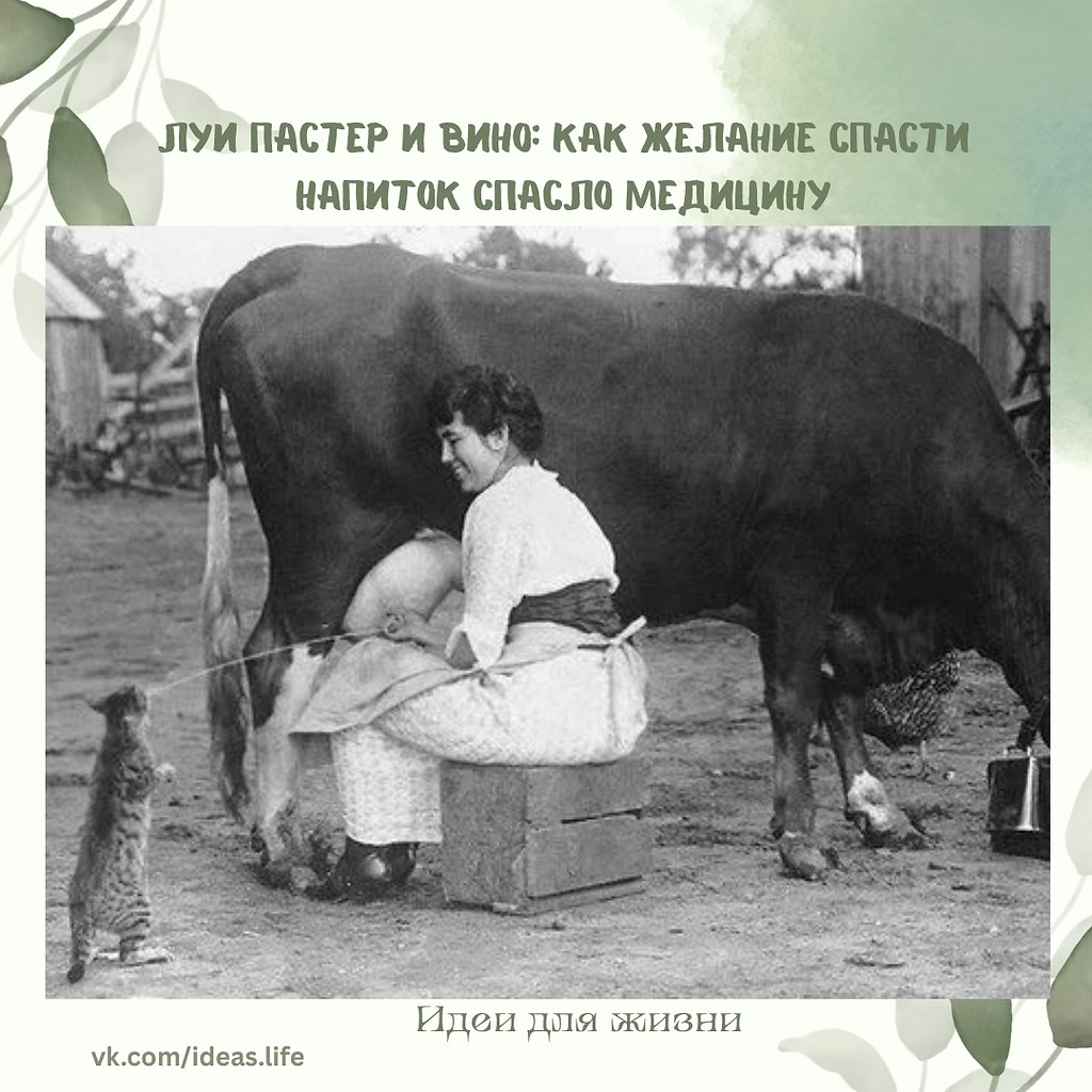 Когда мы слышим имя Луи Пастера, в голове сразу всплывает словосочетание «пастеризованное молоко». ...