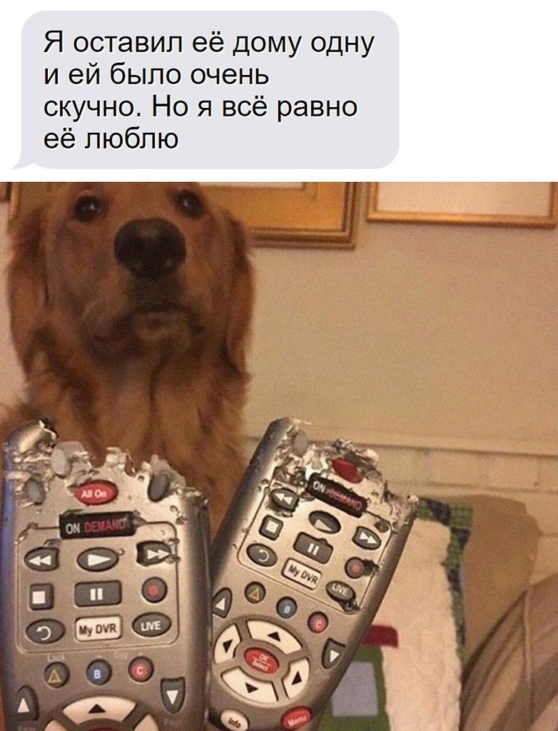 Эти забавные животные - 30 июля 2025 в 16:23