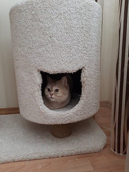 Сделал для любимого кота. Похоже, котику нравится