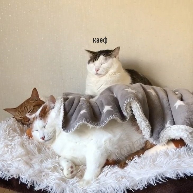 �� ��� ������) - 6