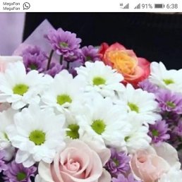 Tigr, ������, 37 ���