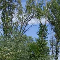 �������, ������, 61 ���