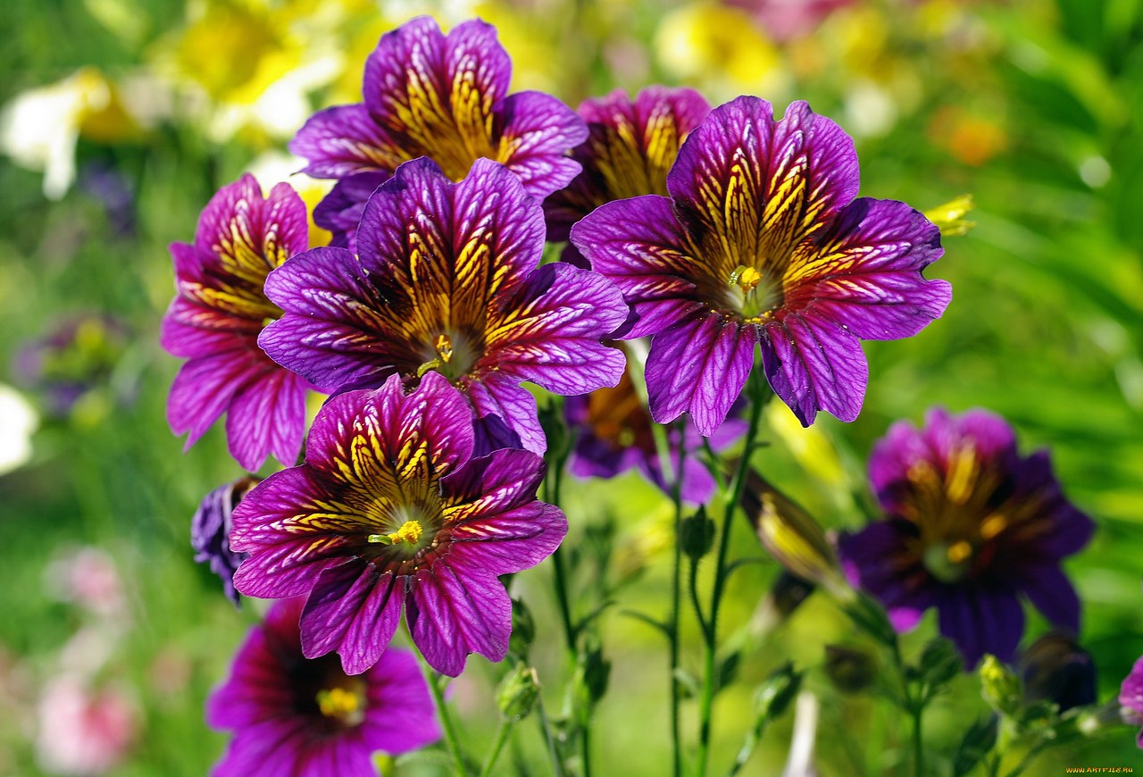  (Salpiglossis)         , ...