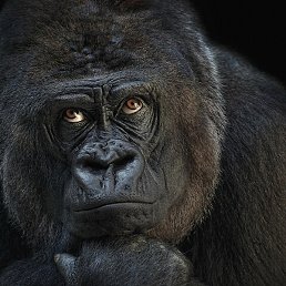 Swasti, ������ ��������, 48 ���