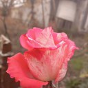 ���� ����, ������-��-����, 37 ��� - ��������� 16 ������� 2025 � ������ ���� ����������