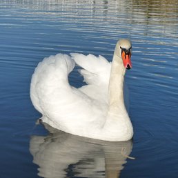 ������, �������, 67 ���