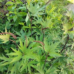 ���� �������, �����-���������, 72 ���� - ��������� 29 ������� 2025