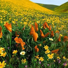 �����, ������, 49 ���